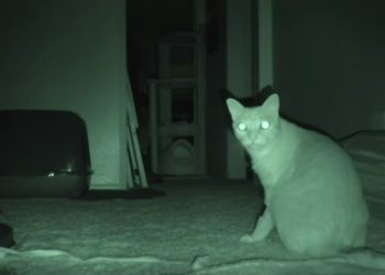 (VIDEO) Un gato recrea una de las escenas más famosas de ‘Actividad paranormal’ y resulta mejor que la original