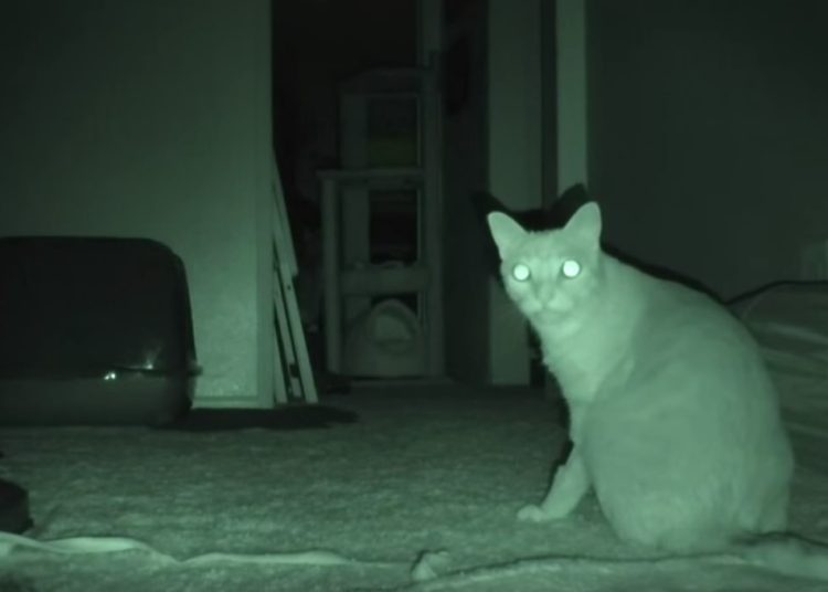 (VIDEO) Un gato recrea una de las escenas más famosas de ‘Actividad paranormal’ y resulta mejor que la original