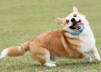 Muere Gen, el perro corgi que se hizo viral por sus divertidas muecas
