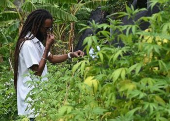 Jamaica se está quedando sin marihuana