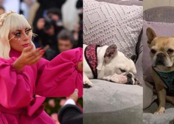 El FBI investiga si hubo motivación política detrás del robo de dos bulldogs franceses de Lady Gaga
