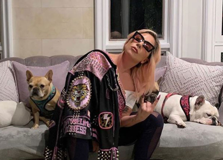 Secuestran a los perros de Lady Gaga y balean al encargado de pasearlos