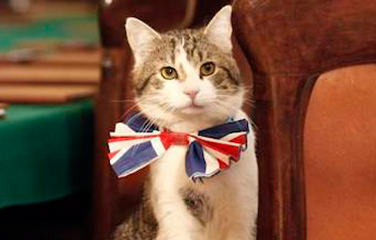 Larry, el ratonero jefe de Downing Street, cumple 10 años al servicio de la corona británica