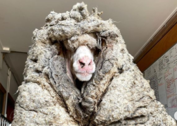 (VIDEO) Encuentran una oveja salvaje con más de 35 kilos de lana encima que le impedía ver y estaba al borde de la muerte