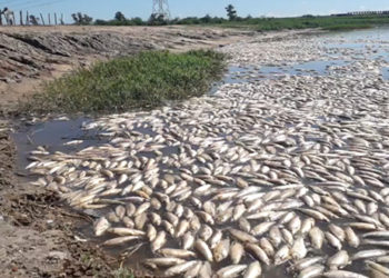 Masiva muerte de peces en el Río Salado, Argentina