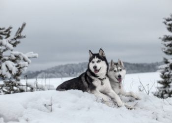 Hallaron los restos del perro más antiguo de América que vivió hace más de 10 mil años