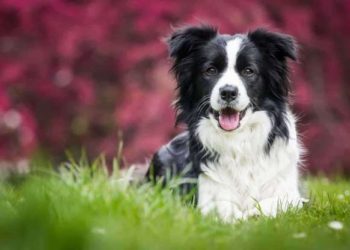 Un perro hereda cinco millones de dólares tras la muerte de su propietario en EE.UU.