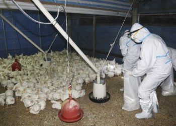 Rusia detectó el primer caso de transmisión de la cepa H5N8 de gripe aviar a seres humanos