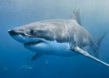 Encontraron en Indonesia una extraña cría de tiburón con “rostro humano”