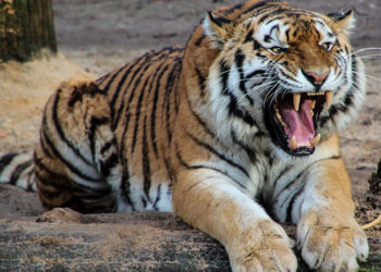 (VIDEO) El tigre de un zoo ruso ‘canta’ como un pajarito