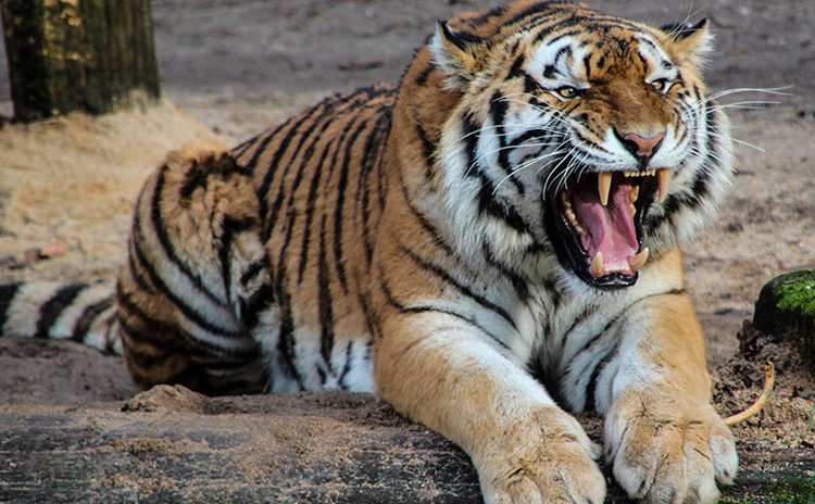(VIDEO) El tigre de un zoo ruso ‘canta’ como un pajarito
