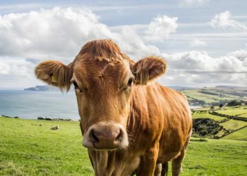 (VIDEO) Una vaca entra a la sala de urgencias de un hospital en Colombia y embiste contra los pacientes