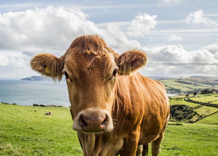 (VIDEO) Una vaca entra a la sala de urgencias de un hospital en Colombia y embiste contra los pacientes
