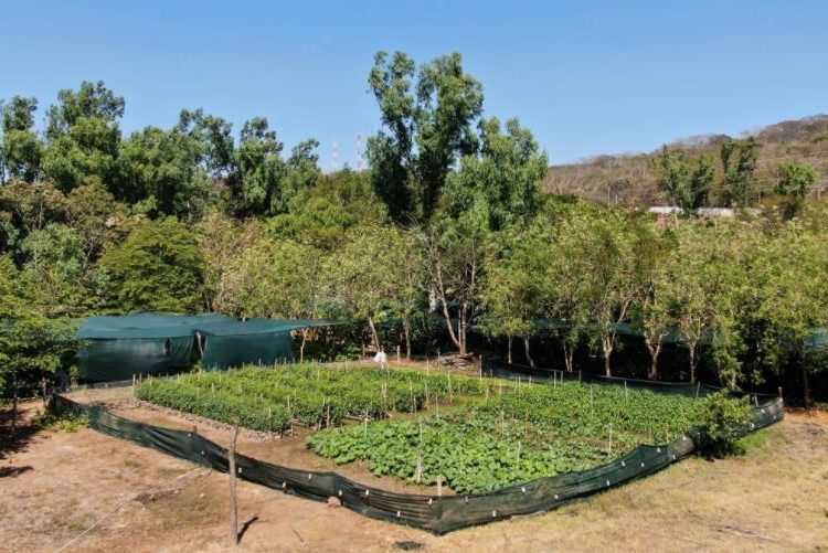 Los cinco viveros de CEL cuentan con la capacidad para forestar la ruta del Bypass de la Libertad