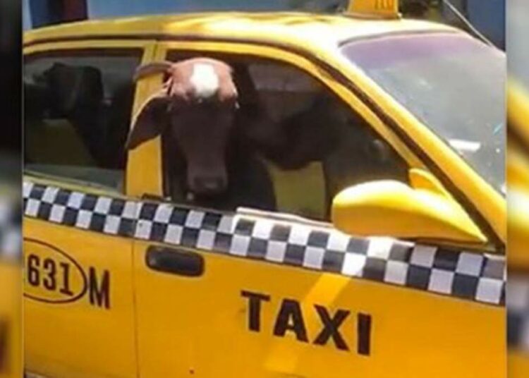 Personas que hurtaron una vaca en un taxi continuarán en prisión