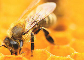 Científicos graban hábitos de las abejas nunca antes vistos dentro de una colmena