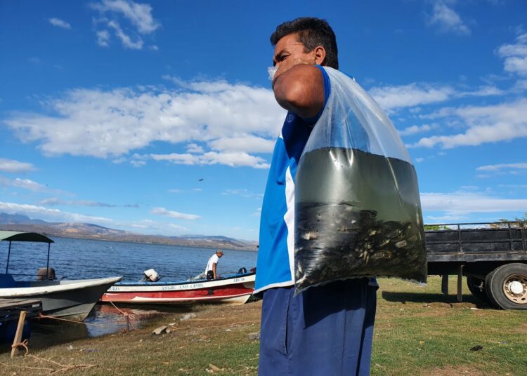 CEL libera 70 mil alevines de tilapia en el lago de Güija para beneficio de pescadores
