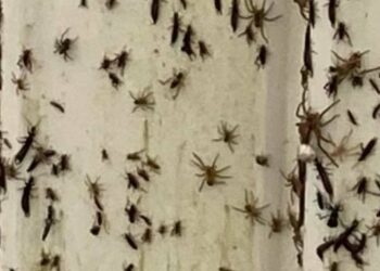 (VIDEO) Millones de arañas toman las casas en el sureste de Australia escapando de las inundaciones