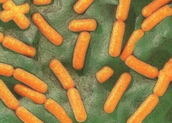 Descubren una bacteria que recurre a la mecánica cuántica para sobrevivir