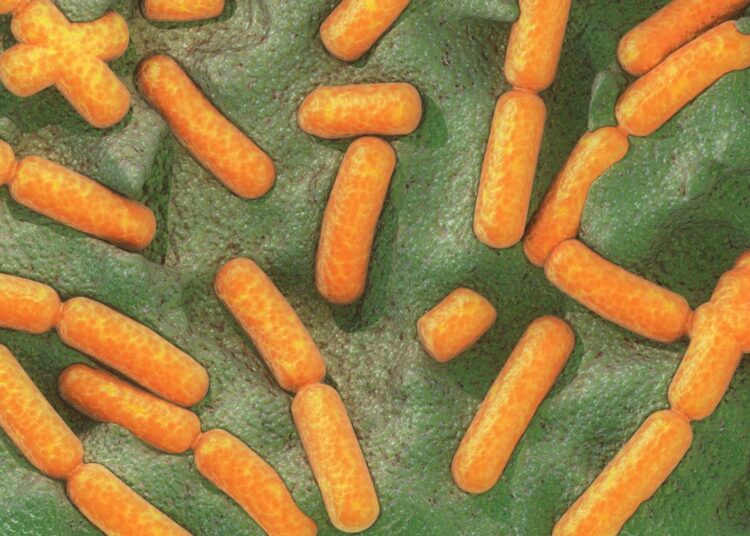 Descubren una bacteria que recurre a la mecánica cuántica para sobrevivir