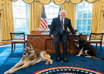 Sacan de la Casa Blanca a los dos perros de Joe Biden por comportamiento agresivo