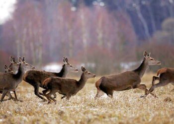 (VIDEO) Una manada de ciervos salta sobre un BMW en plena marcha