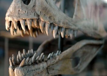 Identifican a un nuevo dinosaurio carnívoro que vivió en los Pirineos hace unos 66 millones de años