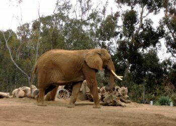 (VIDEO) Un hombre metió a su hija al área de elefantes en un zoológico y tuvieron que escapar de una embestida