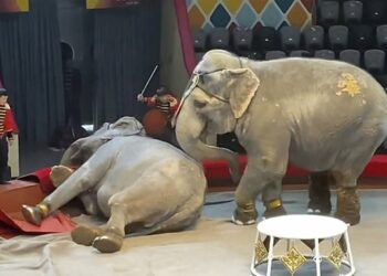 (VIDEO) Dos elefantes se pelean en plena función en un circo repleto de gente en una ciudad de Rusia