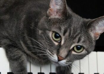 (VIDEO) Enseña a ‘hablar’ a su gata y esta se queja de la música que escucha