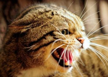 Un feroz gato entra a la cabina de un avión en pleno vuelo, ataca al capitán y lo obliga a aterrizar