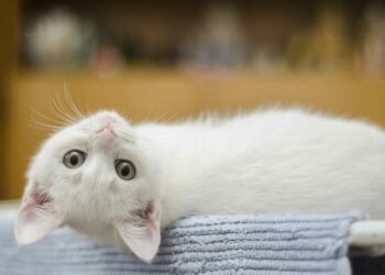 Una ilusión óptica con un felino ‘de cabeza flotante’ desconcierta a los internautas