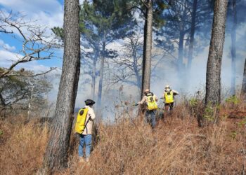 Gobierno continúa luchando contra incendios forestales y llama a proteger la naturaleza