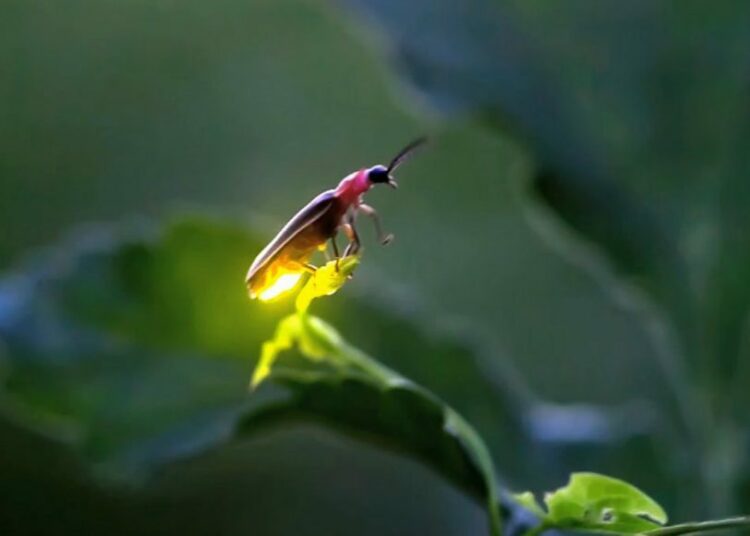 La luz artificial nocturna afecta el apareamiento de las luciérnagas