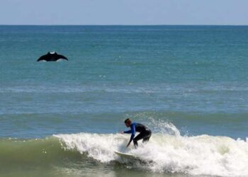 Una mantarraya se cuela en la foto de un surfista en Florida