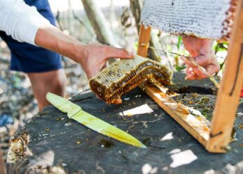 CEL capacita y dota de capital semilla a habitantes del Bajo Lempa