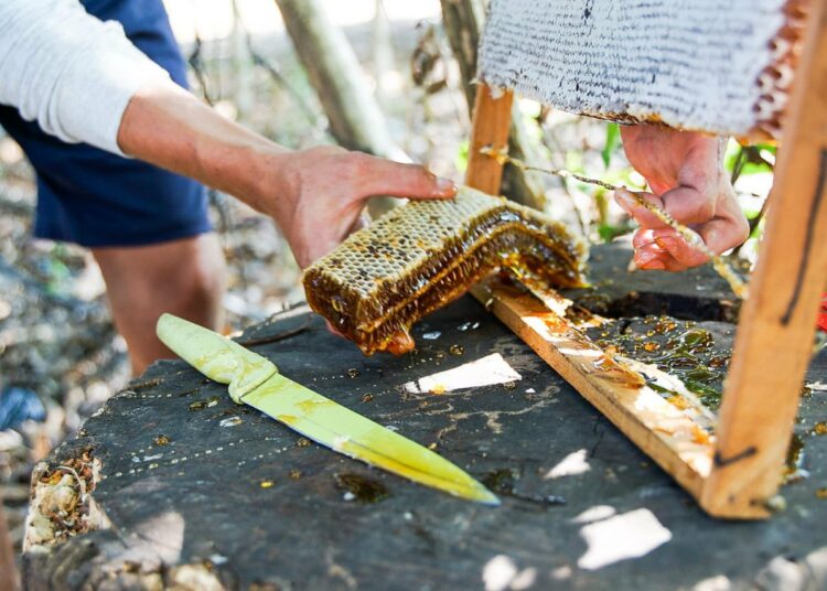 CEL capacita y dota de capital semilla a habitantes del Bajo Lempa