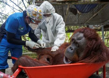 Simios de un zoológico de EE.UU. se convierten en los primeros animales en recibir la vacuna contra el covid-19
