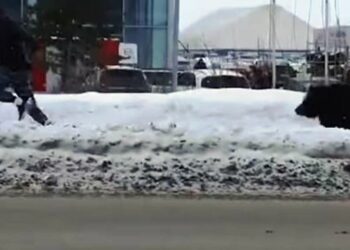 Una osa persigue a un hombre a plena luz del día y solo la detiene un autobús
