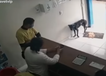 (VIDEO) Un perro callejero entra en una clínica veterinaria y muestra su pata lesionada para ‘pedir ayuda’