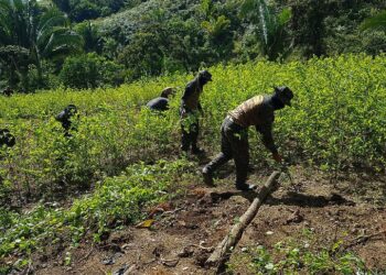 La policía quema plantación de coca y destruyen narco-laboratorio en Honduras