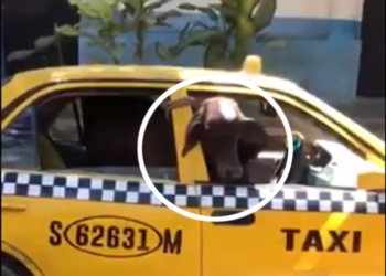Taxista capturado por hurtar ganado en San Miguel