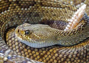Una familia en Estados Unidos encuentra una serpiente en el motor de su secadora