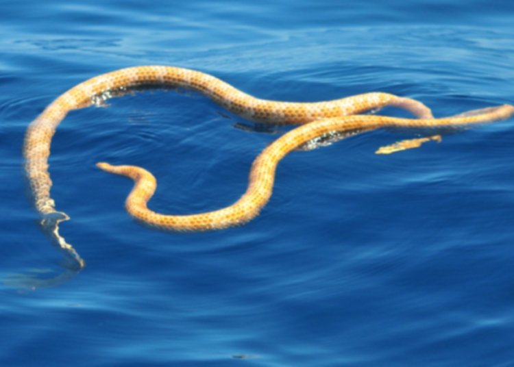 Reaparece en Australia una serpiente marina venenosa dada por extinta hace más de 20 años