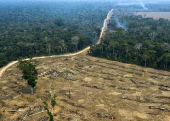 Cumbre climática: EE.UU. le pidió a Bolsonaro “pasos claros y tangibles” hacia la reducción de la deforestación en el Amazonas
