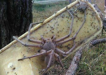 (VIDEO) Una mujer ayuda a una enorme araña a dar a luz a 200 crías y adopta a una de mascota