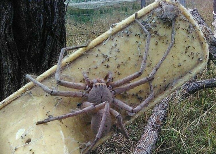 (VIDEO) Una mujer ayuda a una enorme araña a dar a luz a 200 crías y adopta a una de mascota
