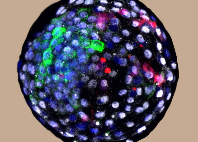 Científicos chinos y estadunidenses crean el primer embrión humano-simio