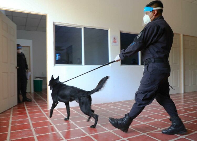 El Salvador se convierte en el primer país en el mundo en utilizar perros entrenados para detectar covid-19