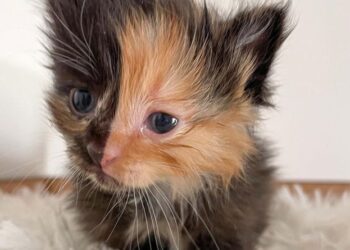 Descubren una rara gatita con el rostro perfectamente dividido en dos colores mientras remodelaban su nuevo hogar